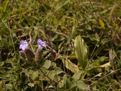Strobilanthes sessilis, photographed by Dinesh Valke