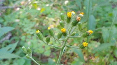 Hieracium scabrum, photographed by Ryan Sorrells