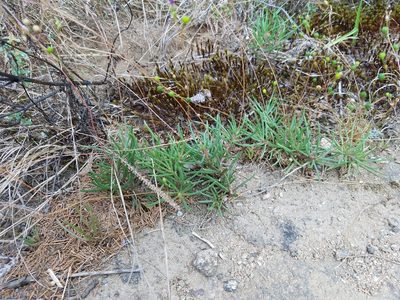 Phemeranthus teretifolius, photographed by Leila Dasher