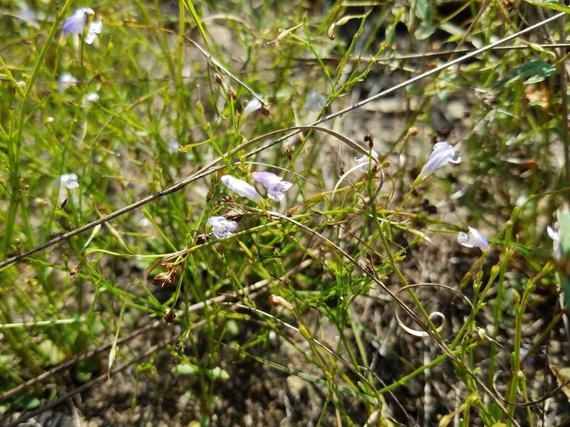 Lindernia monticola, photographed by Leila Dasher