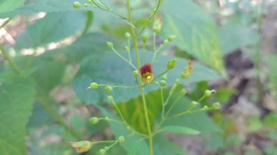 Scrophularia marilandica, photographed by Ryan Sorrells