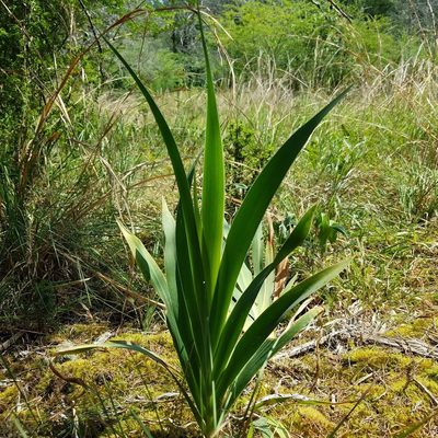 Iris domestica, photographed by Leila Dasher