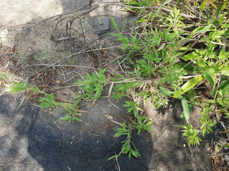 Dichanthelium scoparium, photographed by Leila Dasher