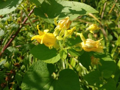 Thladiantha dubia, photographed by T. Middleton