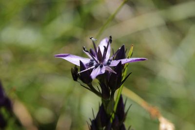 Swertia perennis, photographed by Olivier Argagnon