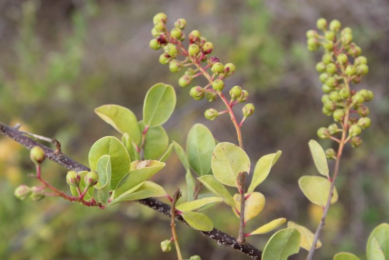 Stegnosperma cubense, photographed by Viacheslav Shalisko