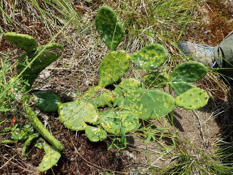 Opuntia mesacantha, photographed by Leila Dasher