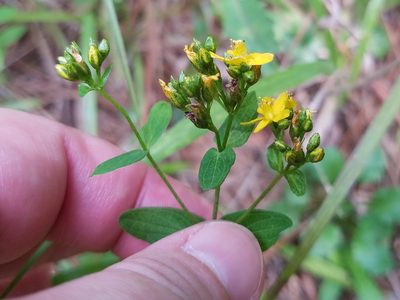 Hypericum punctatum, photographed by Leila Dasher