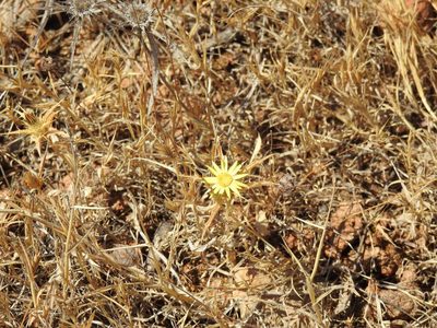 Carlina racemosa, photographed by Duarte Frade
