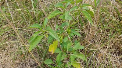 Physalis longifolia, photographed by Ryan Sorrells