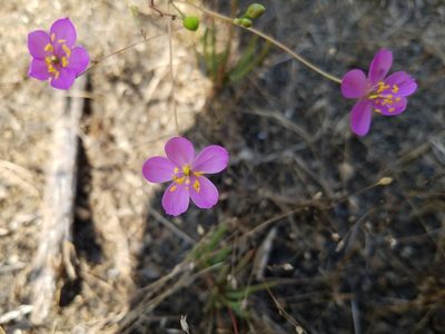 Phemeranthus teretifolius, photographed by Leila Dasher