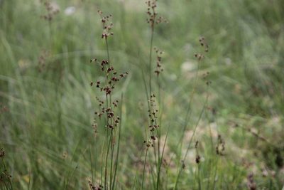 Juncus acutiflorus, photographed by Olivier Argagnon