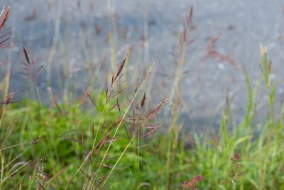 Bothriochloa glabra, photographed by Cheng-Tao Lin