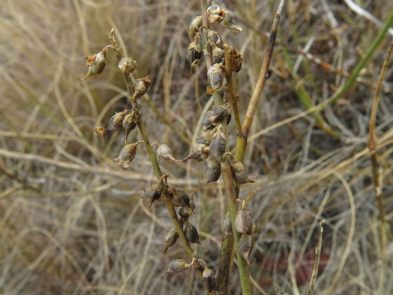 Carmichaelia curta, photographed by John Barkla