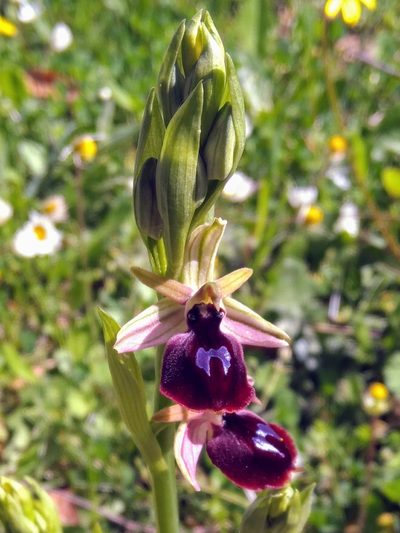 Ophrys ferrum-equinum, photographed by George Papademetriou