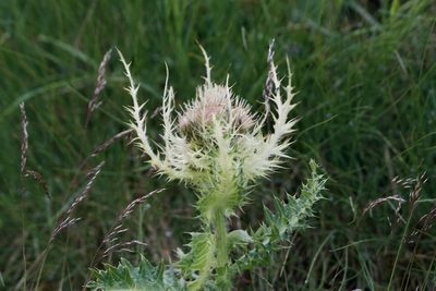 Cirsium spinosissimum, photographed by Dario Taraborelli