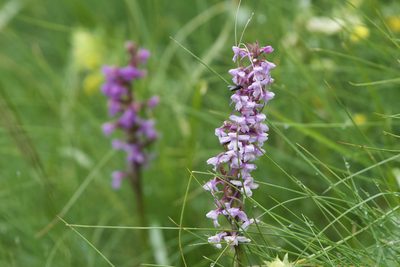 Gymnadenia conopsea, photographed by Dario Taraborelli