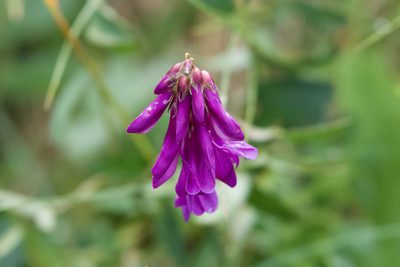 Hedysarum hedysaroides, photographed by Dario Taraborelli