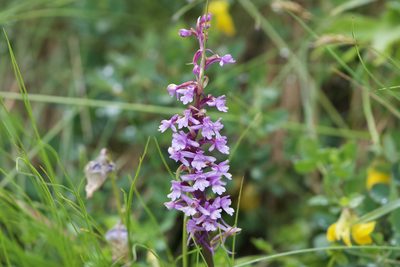 Gymnadenia conopsea, photographed by Dario Taraborelli