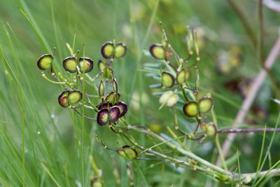 Biscutella laevigata, photographed by Dario Taraborelli