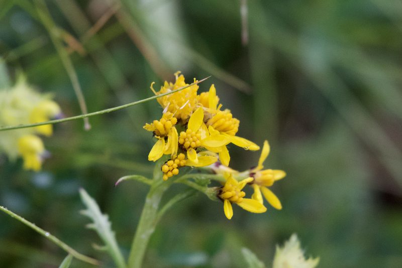 Jacobaea carniolica, photographed by Dario Taraborelli