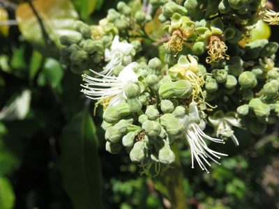 Couepia polyandra, photographed by Alexis López Hernández