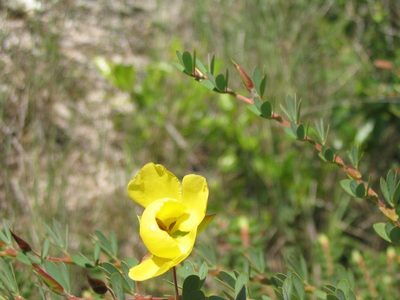 Chamaecrista desvauxii, photographed by Viacheslav Shalisko