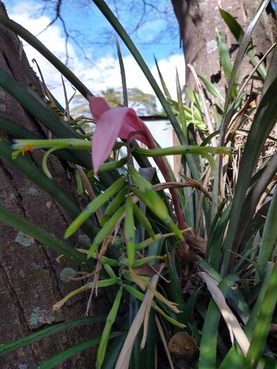 Billbergia distachia, photographed by Bruno Henrique Aranda