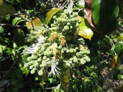 Couepia polyandra, photographed by Alexis López Hernández