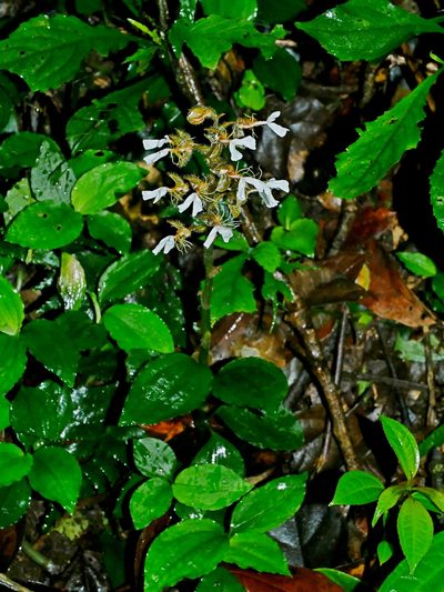 Odontochilus tashiroi, photographed by Jacy Chen