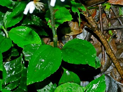 Odontochilus tashiroi, photographed by Jacy Chen