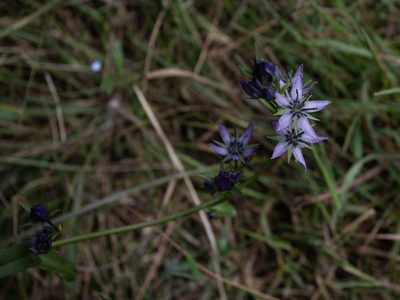 Swertia obtusa, photographed by Нурхайдарова Татьяна