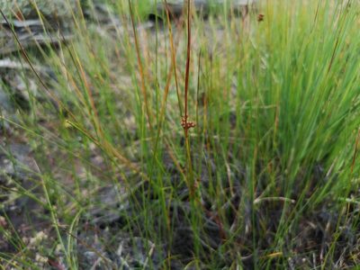 Juncus filiformis, photographed by Jens-Christian Svenning