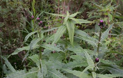 Cirsium helenioides, photographed by Нурхайдарова Татьяна