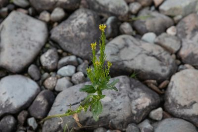 Barbarea stricta, photographed by Нурхайдарова Татьяна