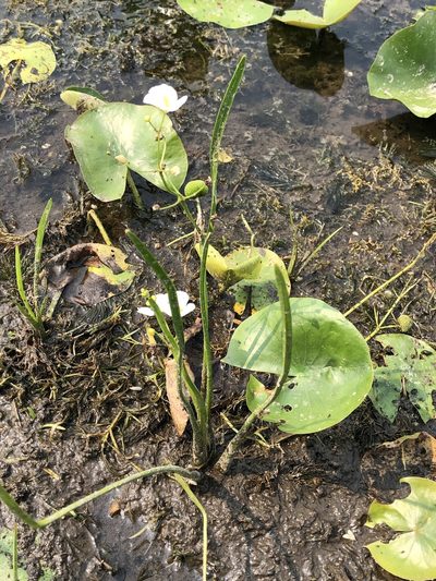 Sagittaria cristata, photographed by Bob
