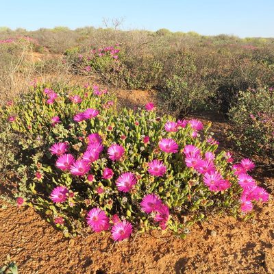 Meyerophytum meyeri, photographed by Kevin Murray