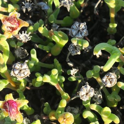 Meyerophytum meyeri, photographed by Kevin Murray