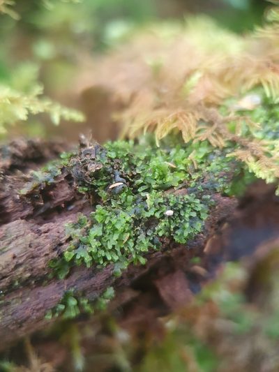 Riccardia palmata, photographed by Jonathan Hughes