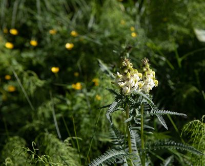 Pedicularis compacta, photographed by Нурхайдарова Татьяна