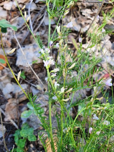 Astragalus sulcatus, photographed by Анна Митрошенкова