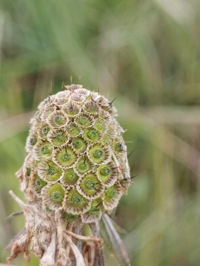 Scabiosa triandra, photographed by Ljaž