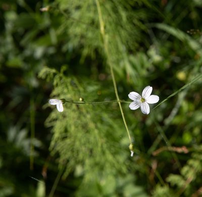 Cerastium pauciflorum, photographed by Нурхайдарова Татьяна