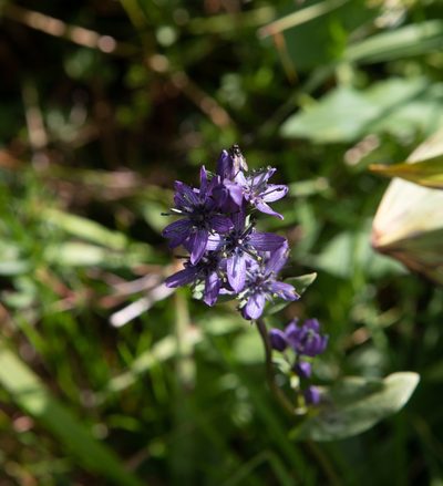 Swertia obtusa, photographed by Нурхайдарова Татьяна