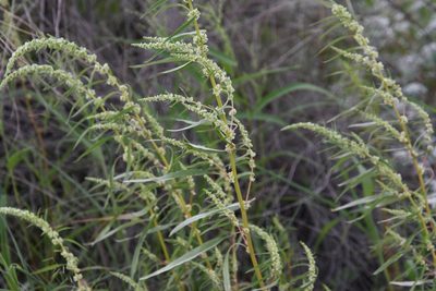 Amaranthus fimbriatus, photographed by Mike Ostrowski