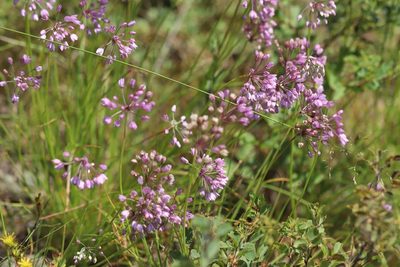 Allium rubens, photographed by Nina Filippova