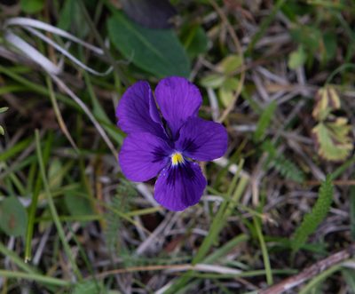 Viola altaica, photographed by Нурхайдарова Татьяна