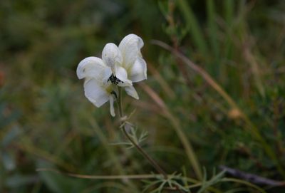 Aconitum anthora, photographed by Нурхайдарова Татьяна