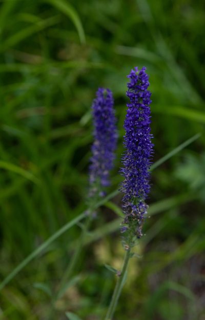 Veronica porphyriana, photographed by Нурхайдарова Татьяна