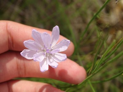 Lygodesmia aphylla, photographed by Michael W Belitz